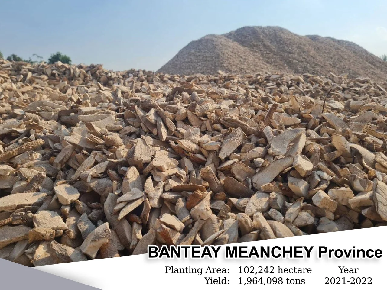 Banteay Meanchey, Planting Area: 20,414 Heactars, Yield: 408,280 Tons , Year: 2021-2022