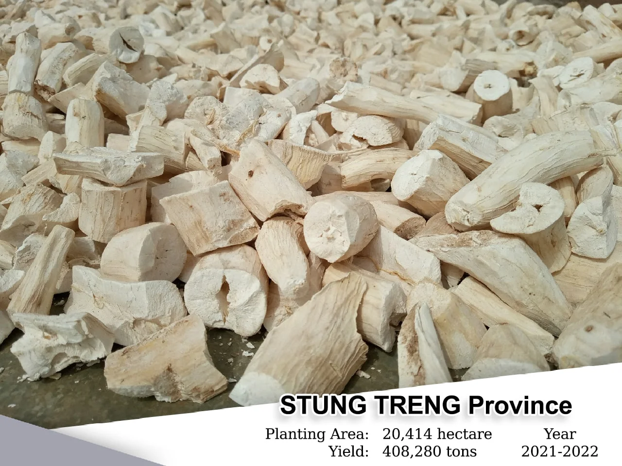 STUNG TRENG Province,
Planting Area: 20,414 Heactars,
Yield: 408,280 Tons
, Year: 2021-2022